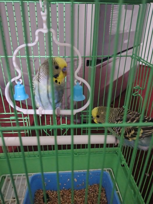 канарейка тоти кушлари сотилади