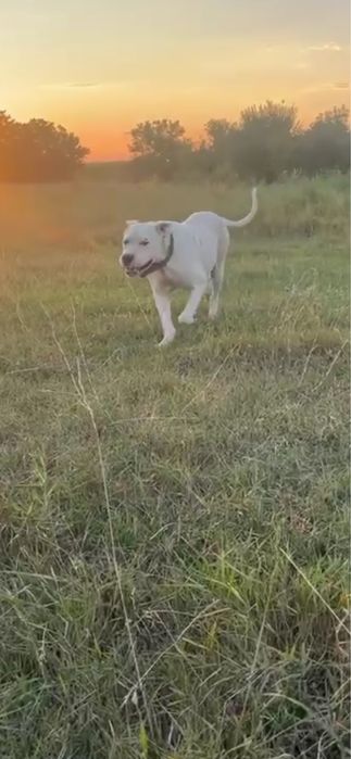 Femela dog argentinian