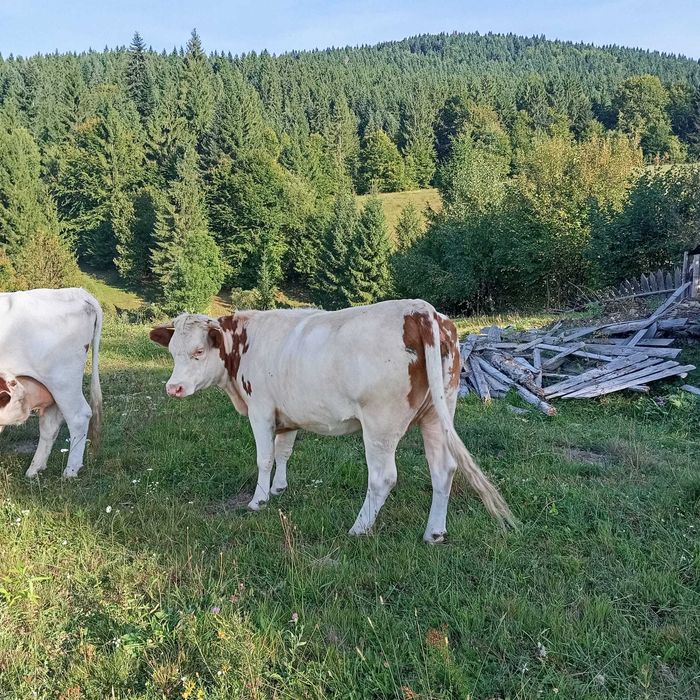 Vaca de vanzare, junincă gestanta