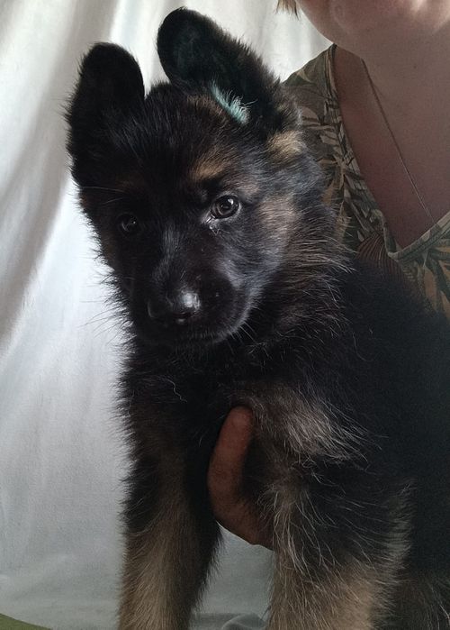 Щенки. Немецкая овчарка. Лучшие из возможных