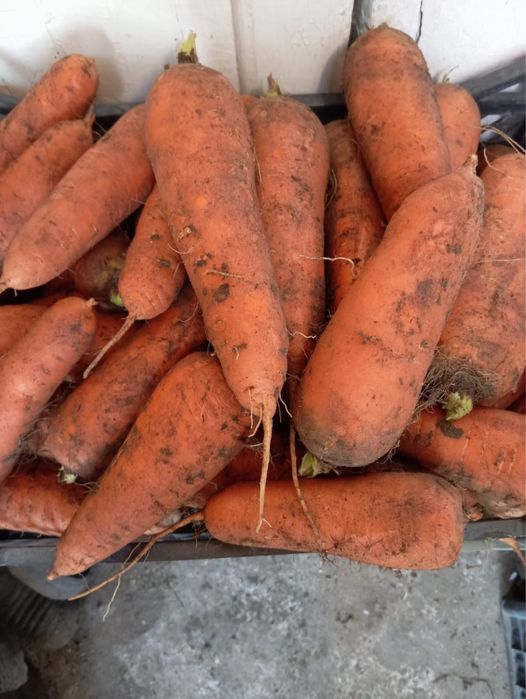 Продам морковь