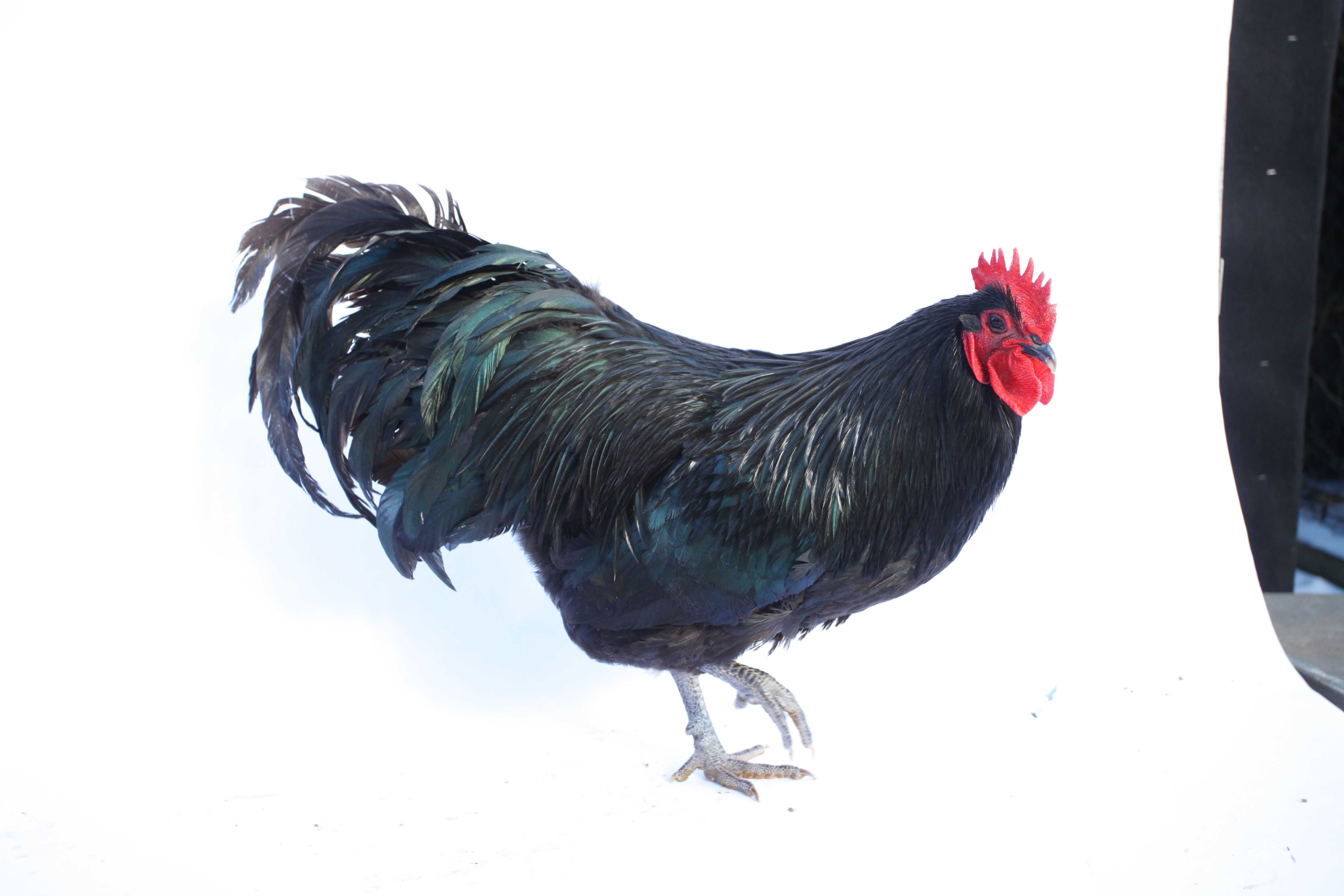 Cocosi australorp pe negru si albastru