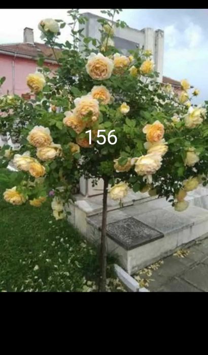 Рози дръвче различни конбинаци