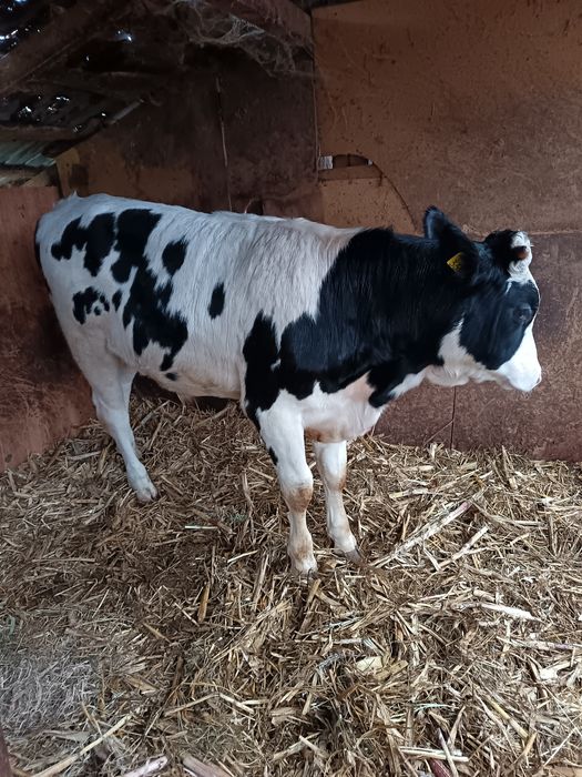 Vând tauras din monta