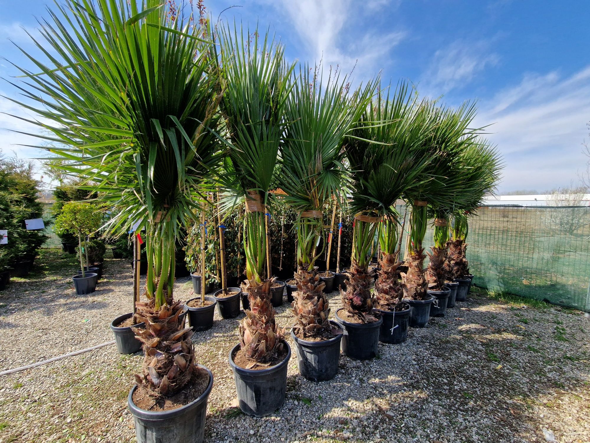 Palmier Washingtonia Robusta  poze reale , preț real.