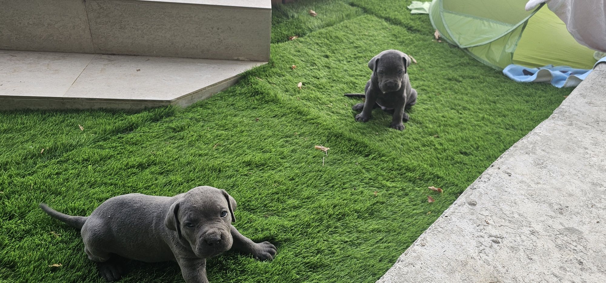 Кученца Кане Корсо Cane Corso