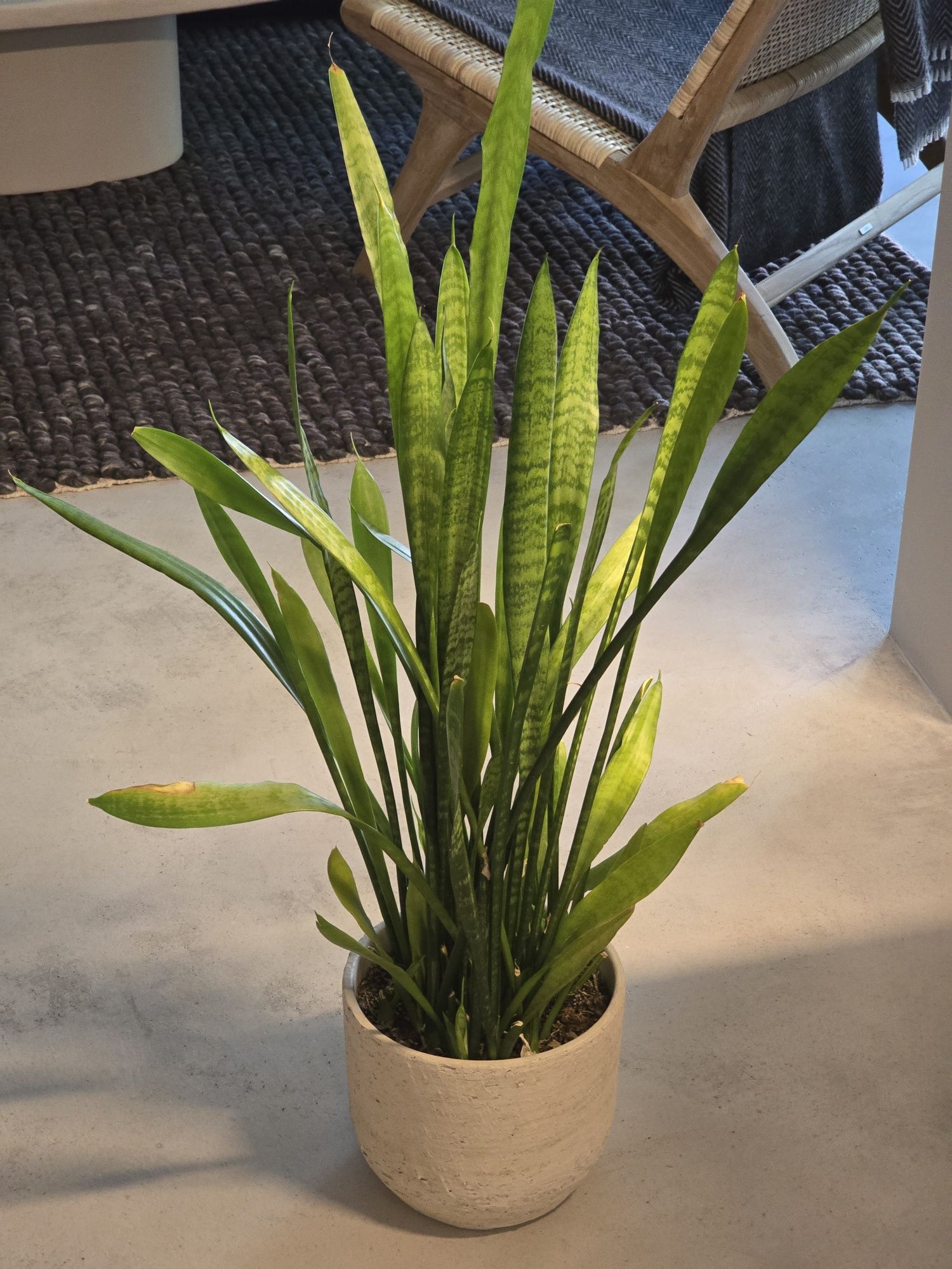 Сансевиера / Змийски език / Snake plant, 100 cm