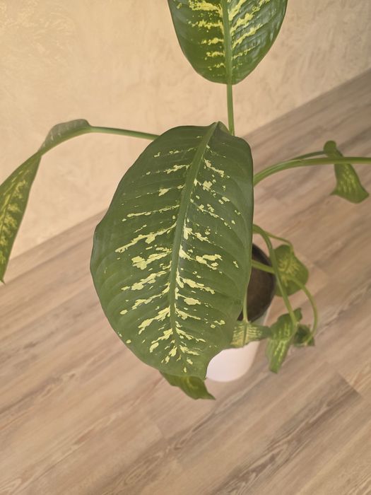 комнатная растения Диффенбахия