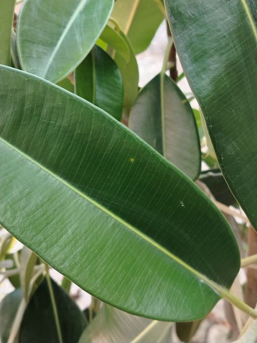 Ficus guli 1. 70 metr