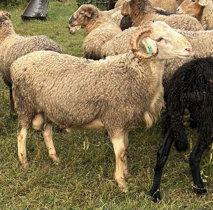 Продам баранчиков