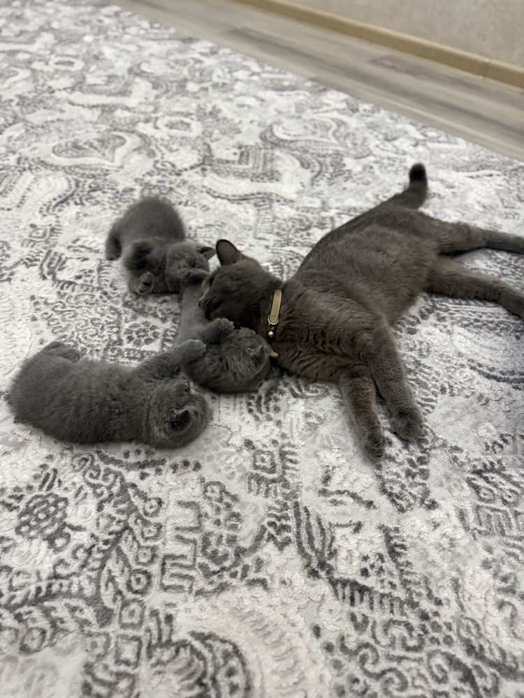Британские котята