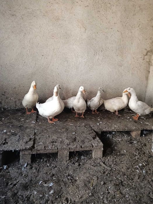 Rațe românești tinere