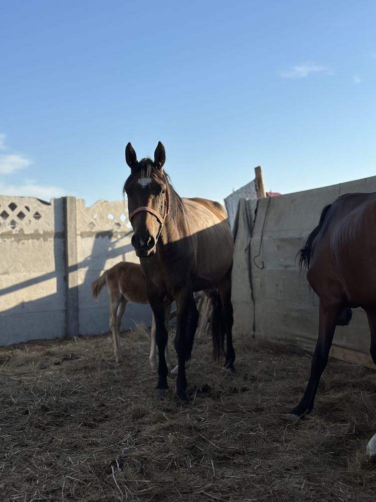 Продажа лошадей Астана
