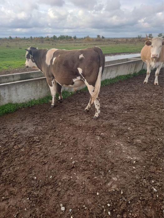 Viței si vitele albastru belgian si baltata romaneasca