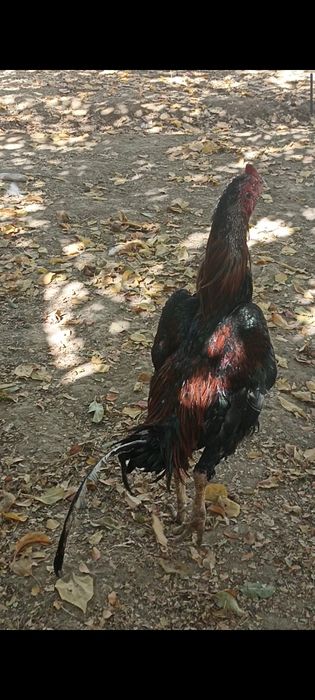 Түлек кораз сатылады