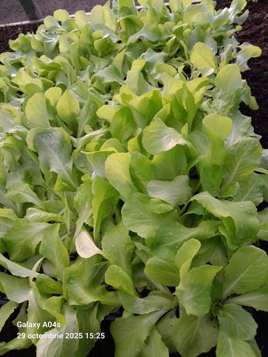 Vand rasad de salata