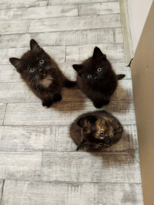 Отдам котят в хорошие руки. К лотку приучены. Кушают всё.