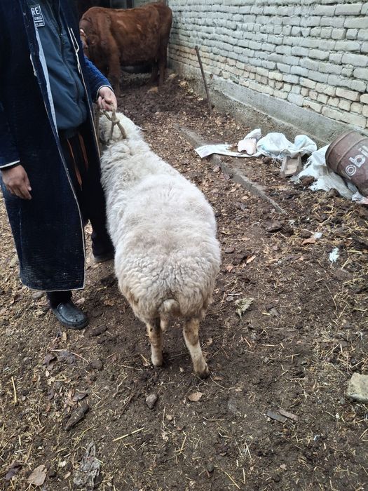 Она куй сотилади богоз 3 корнга  3 ойлик богоз