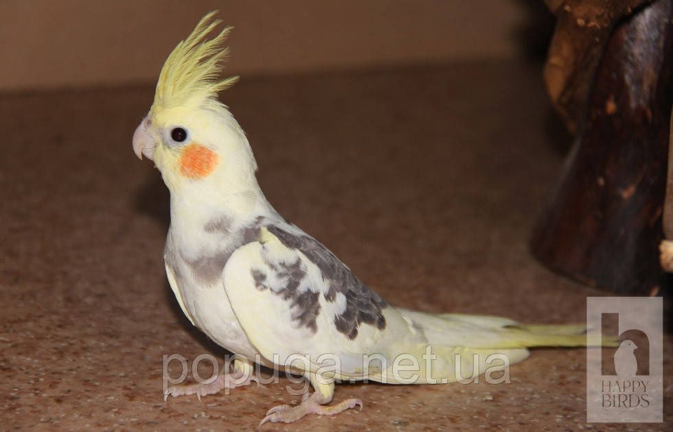 Продам папугаев корелла