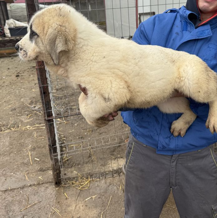 Femela Asia Centrala