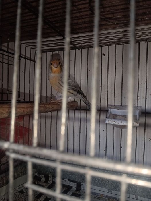 Канарчета таз годишни