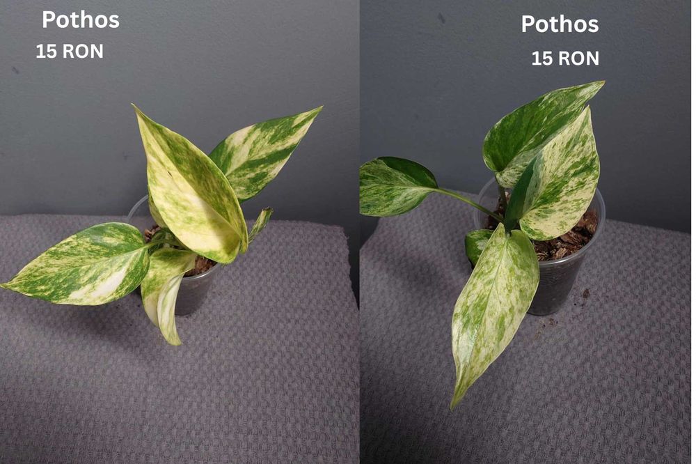 Plante de apartament
