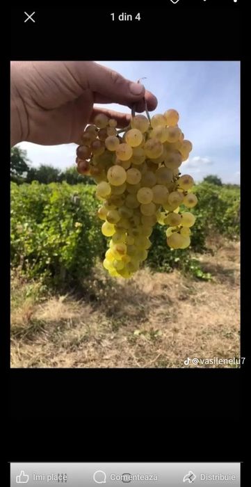 Struguri pentru vin   cu transport gratuit la domiciliul