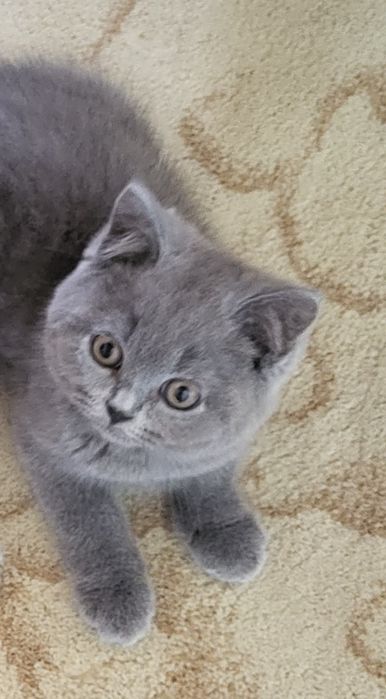 British shorthair blue