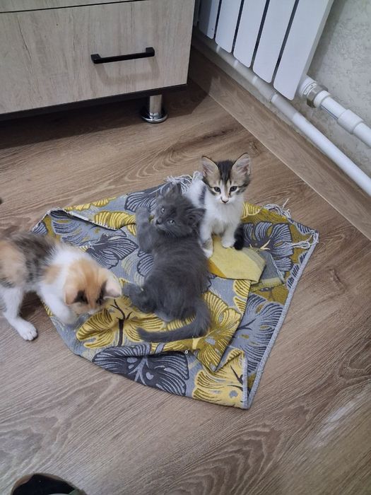 Котята хорошенькие ищут ручки