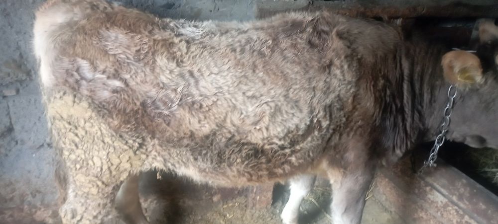 Продам тёлку стоит на откорме возраст 1. 10 месяцев