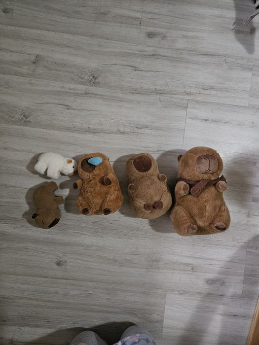 Set cinci capibara