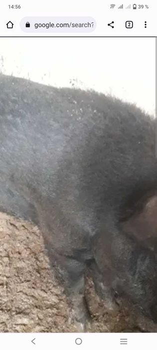 продам хряков дюрок и помесь дикий+дюрок