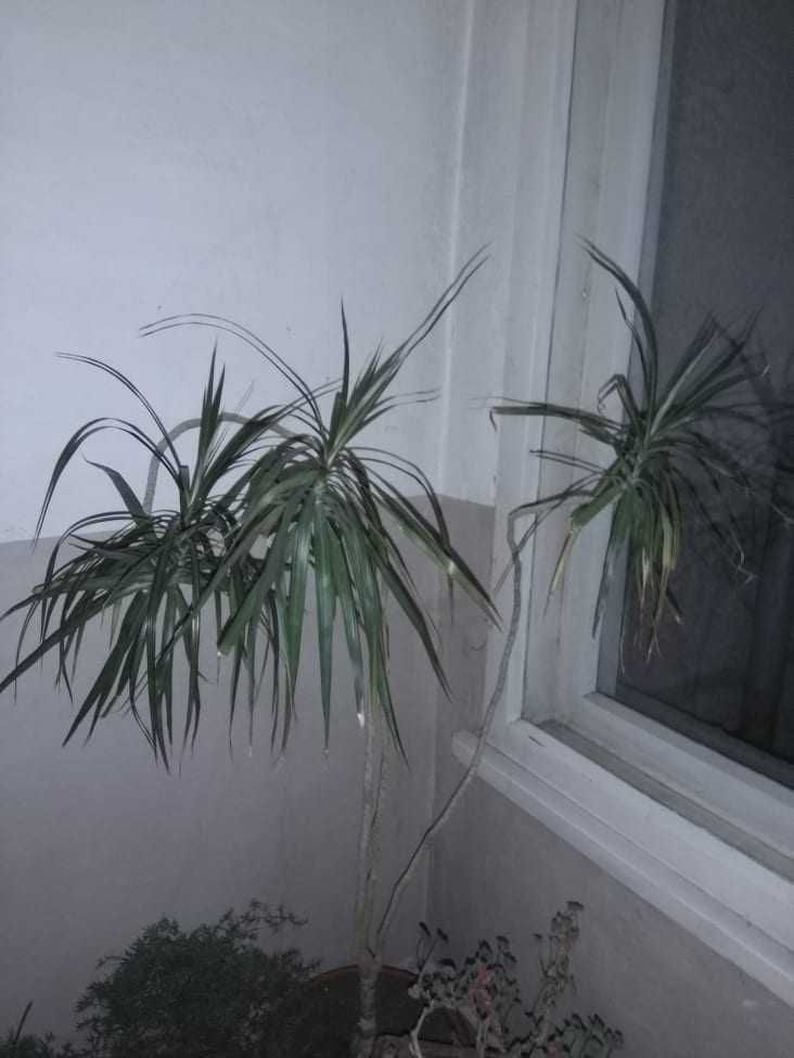 Драцена - Dracena deremensis