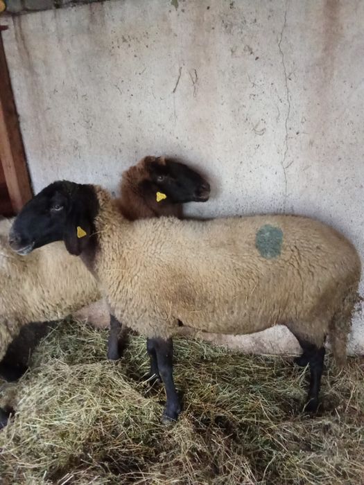 Vând oi Carabașe  Cap Negru De Teleorman