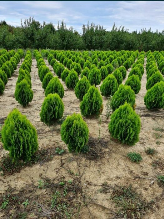 Plante ornamentale pon pon Ylex buxus glob pe tija leilandi brazi argi