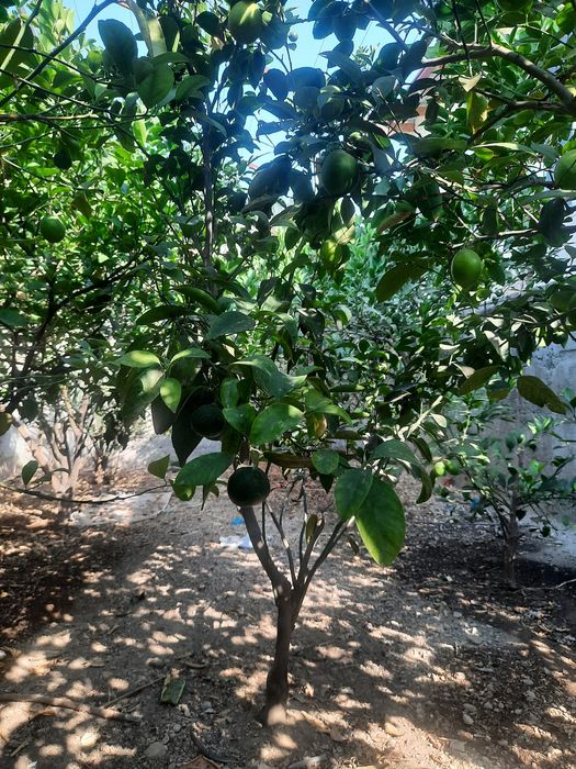 Mandarin va limon ko'chatlari sotiladi