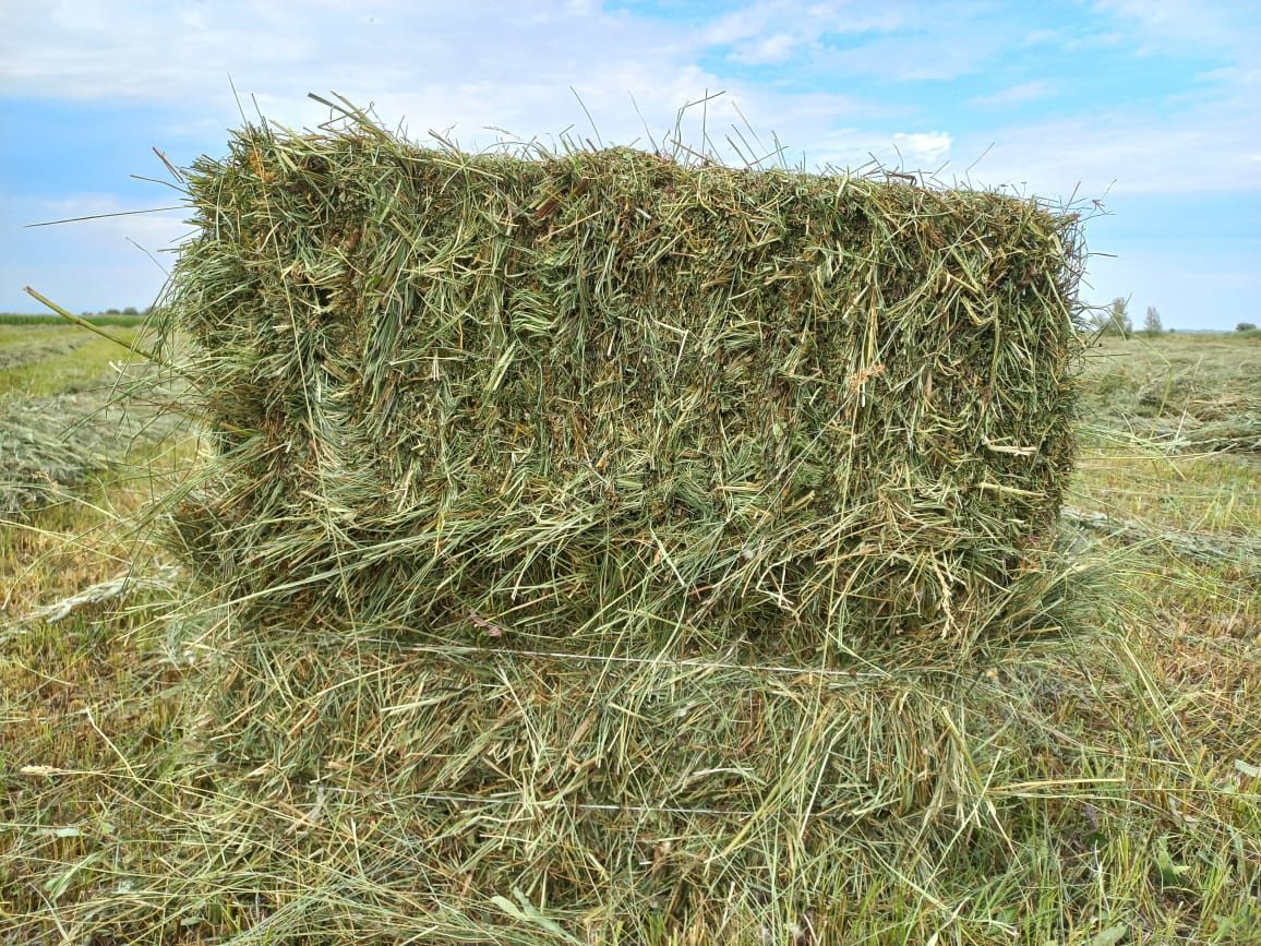 Сено люцерно  в тюках