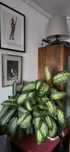 4 x Dieffenbachia tulpini planta decorativa foarte rezistentă
