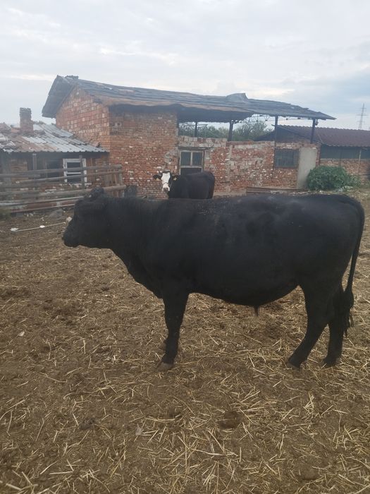 Продавам два броя месодайни телета