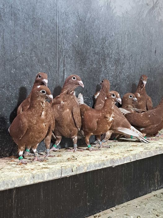 Porumbei roșii cu floare!