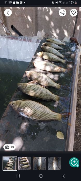 Срочна продается рыба сазан