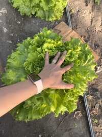 Vând Salata verde creată