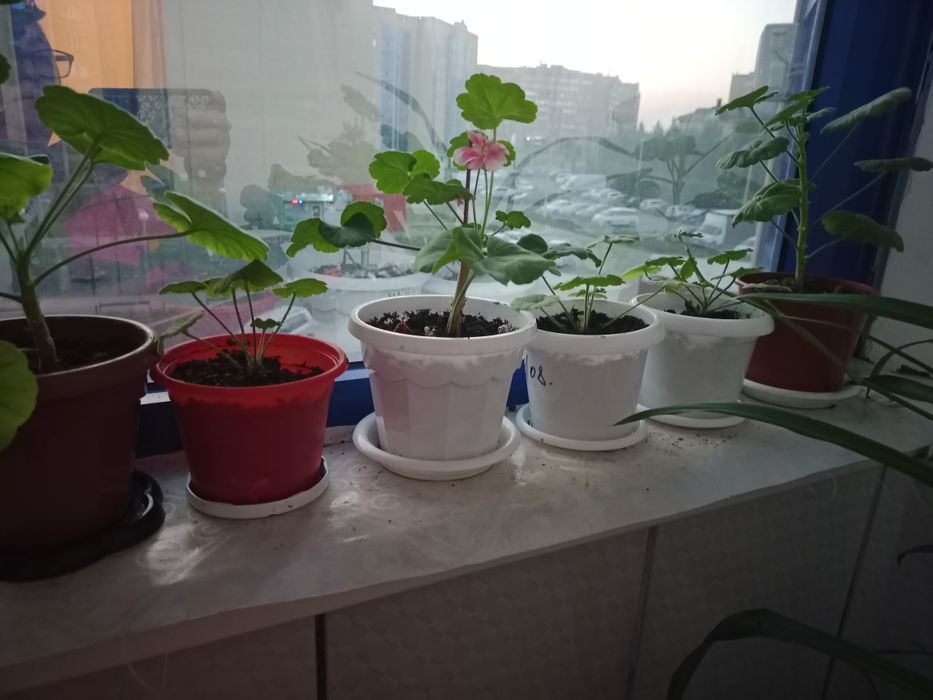 Фиалка и герани.