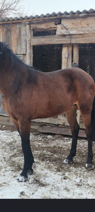 Айгыр сатам 5жасар