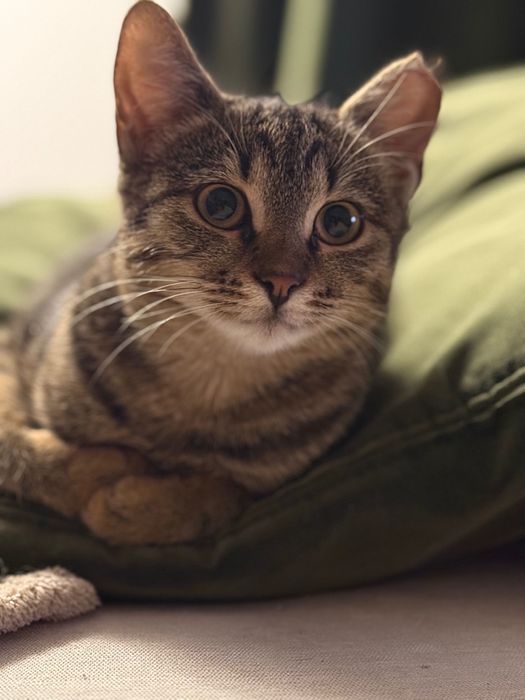 Alice, pisicuța lipici, își caută o casă iubitoare