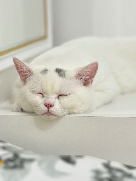 Продаётся кот. Возраст 7 месяцев.