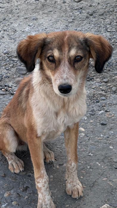 Щенки отдам ДАРОМ