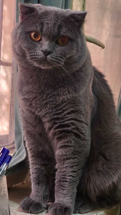 Кот - производитель приглашает