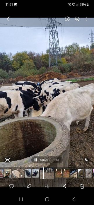 Vând Taurasii 16 lei kg