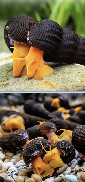 Растения за аквариум и корени